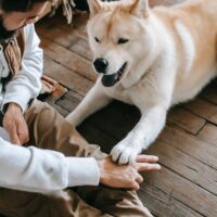 Best board games to play with your dog